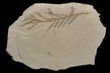 Dawn Redwood (Metasequoia) Fossil - Montana #165168-1